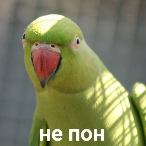 🤨 Стикер «Папужки» для Telegram