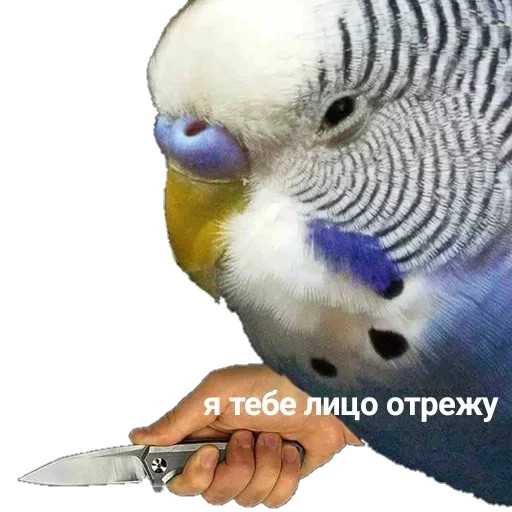 😒 Стикер «Папужки» для Telegram