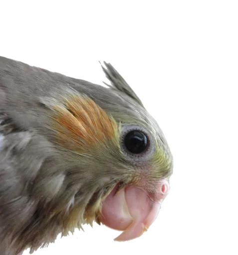 🍳 Стикер «Папужки» для Telegram