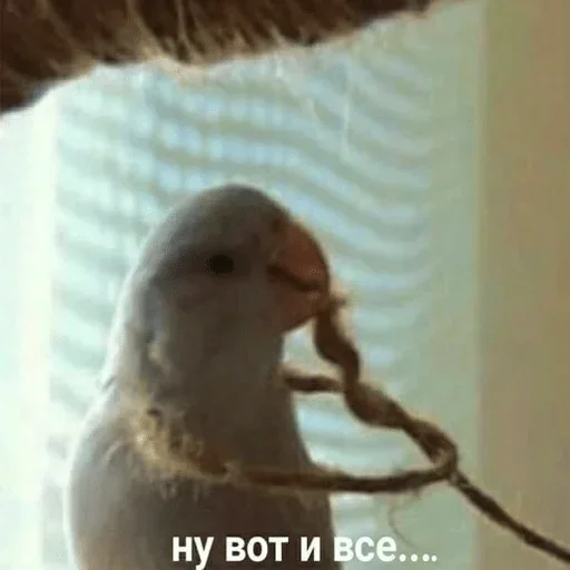 🤕 Стикер «Папужки» для Telegram