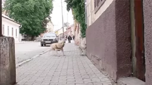💪 Стикер «Parkour» для Telegram