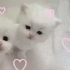 Стикер 16 🌟🌟парные статусы