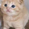 Стикер 30 🌟🌟парные статусы
