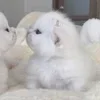 Стикер 18 🌟🌟парные статусы