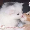 Стикер 13 🌟🌟парные статусы