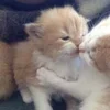 Стикер 37 🌟🌟парные статусы