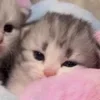 Стикер 22 🌟🌟парные статусы