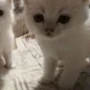 Стикер 50 🌟🌟парные статусы