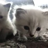Стикер 52 🌟🌟парные статусы