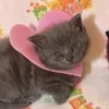 Стикер 39 🌟🌟парные статусы