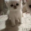 Стикер 49 🌟🌟парные статусы