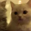Стикер 2 🌟🌟парные статусы
