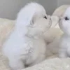 Стикер 17 🌟🌟парные статусы