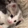 Стикер 34 🌟🌟парные статусы