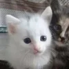 Стикер 31 🌟🌟парные статусы