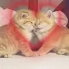 Стикер 19 🌟🌟парные статусы