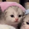 Стикер 21 🌟🌟парные статусы