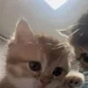 Стикер 11 🌟🌟парные статусы