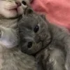 Стикер 4 🌟🌟парные статусы