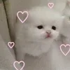 Стикер 15 🌟🌟парные статусы