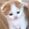 Стикер 29 🌟🌟парные статусы