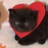 Стикер 40 🌟🌟парные статусы