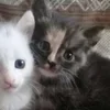 Стикер 32 🌟🌟парные статусы