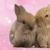 Стикер 27 🌟🌟парные статусы