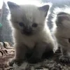 Стикер 51 🌟🌟парные статусы
