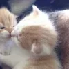 Стикер 38 🌟🌟парные статусы