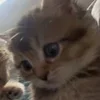 Стикер 12 🌟🌟парные статусы