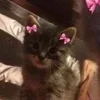 Стикер 7 🌟🌟парные статусы