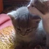 Стикер 35 🌟🌟парные статусы