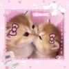 Стикер 20 🌟🌟парные статусы