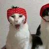 Стикер 27 Парные Разные Фд
