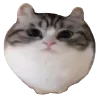 🐈 Эмодзи «KaL» для Telegram