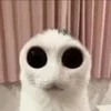 💀 Эмодзи «KaL» для Telegram