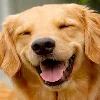🐩 Эмодзи «KaL» для Telegram