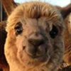🦙 Эмодзи «KaL» для Telegram