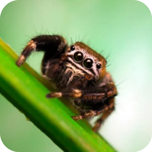 🕷 Стикер «Паучки-Попрыгунчики» для Telegram