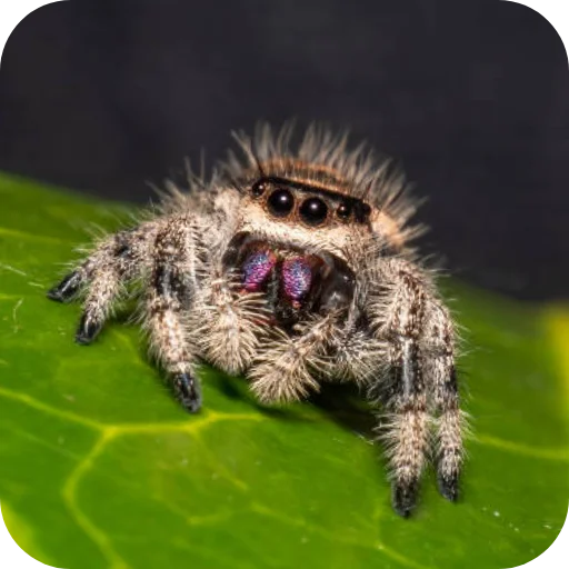 🕷 Стикер «Паучки-Попрыгунчики» для Telegram
