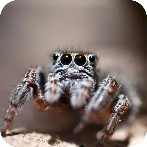 🕷 Стикер «Паучки-Попрыгунчики» для Telegram