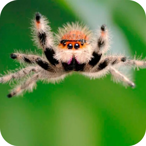 🕷 Стикер «Паучки-Попрыгунчики» для Telegram