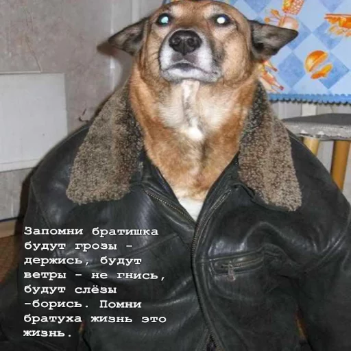 🐗 Стикер «Pavel Durav» для Telegram