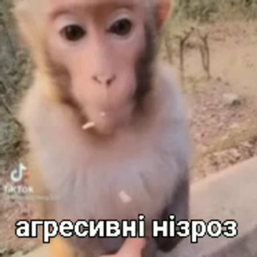😡 Стикер «зроз» для Telegram