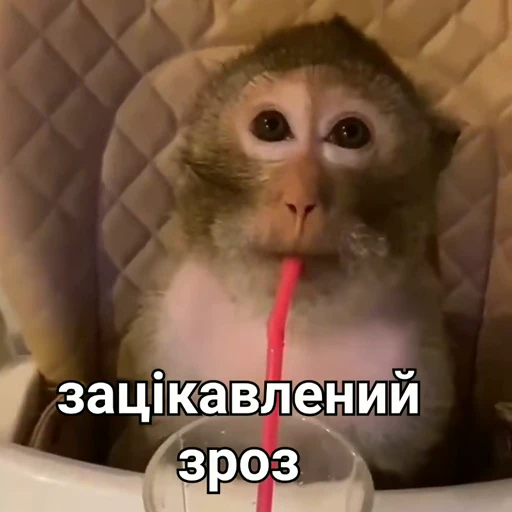 🤨 Стикер «зроз» для Telegram