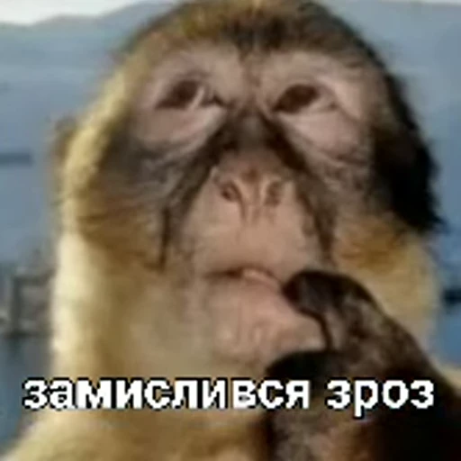 🤔 Стикер «зроз» для Telegram