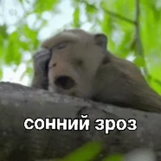 😴 Стикер «зроз» для Telegram