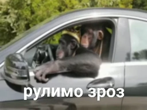 🧑‍🦽 Стикер «зроз» для Telegram