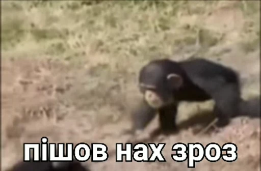 🖕 Стикер «зроз» для Telegram